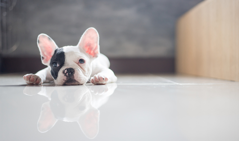 Pet Friendly Tile flooring