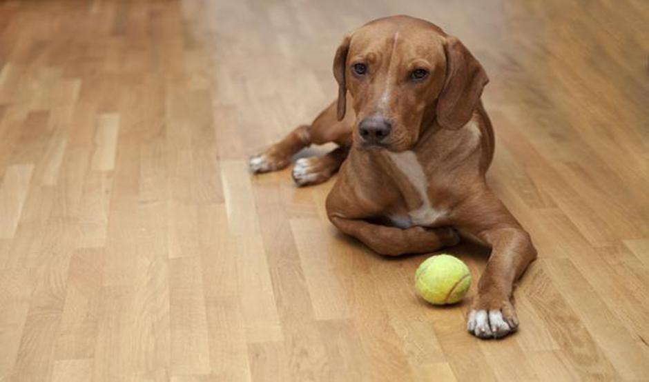 Pet Friendly Viny Flooring